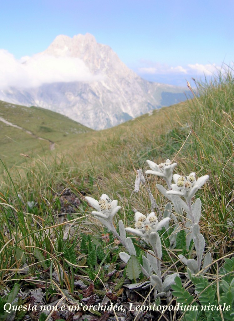 Il Gran Sasso e le orchidee - il mio omaggio al Gigante dellAppennino.